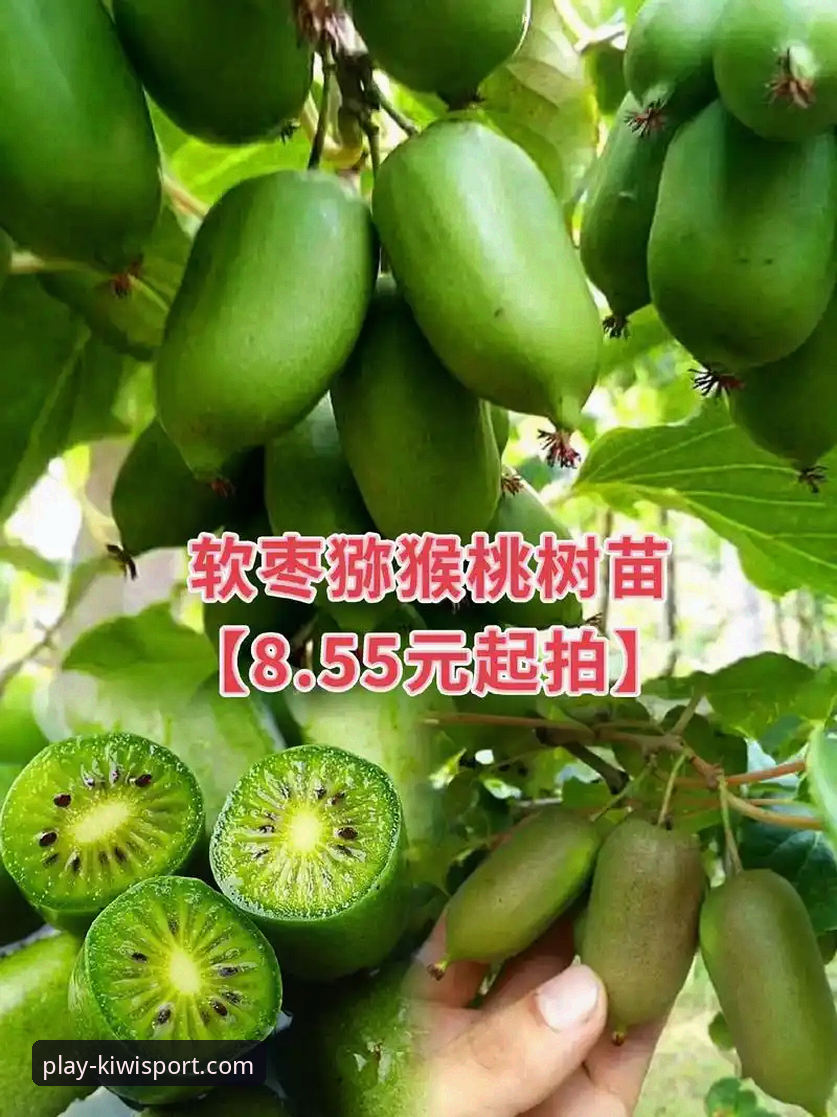 三年资深用户分享：奇异果体育官网安卓版安装与实战经验